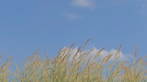 Grass flower in wind. Stock Footage 119792255