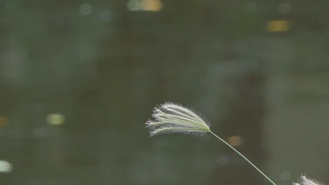 Grass flower in wind. Stock-Footage 119792340