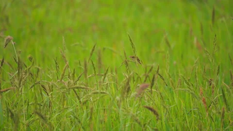 Grass flower on windy in field Stock Footage 218615899
