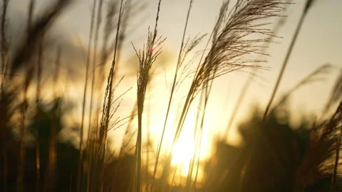 Grass flower on windy of sunset sky background Stock-Footage 202133586