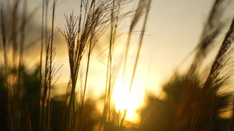 Grass flower on windy of sunset sky background Stock Footage 202133771