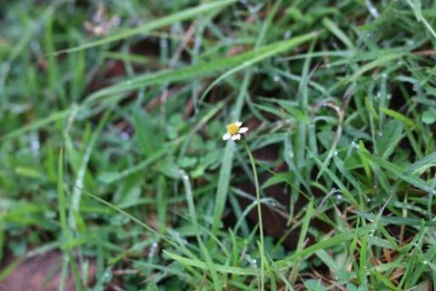 Grass flower in yard Stock Photos