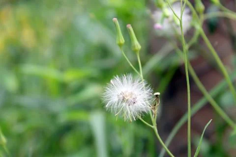 Grass flower,Dandelion. Stock Photos