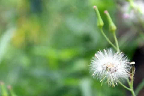 Grass flower,Dandelion. Foto stock