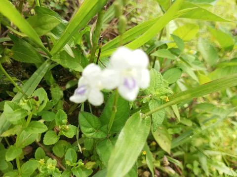 Grass flowering Stock Photos