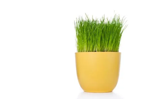 Grass in flowerpot Stock Photos