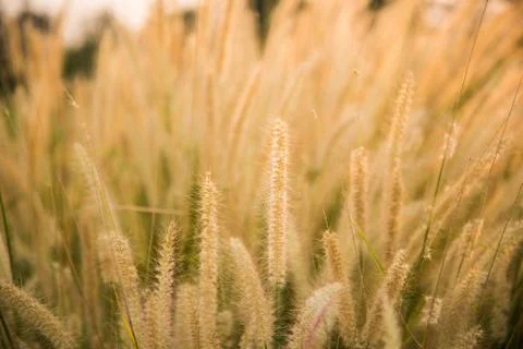 Grass flowers abstrack background Stock Photos