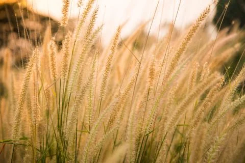 Grass flowers abstrack background Stock Photos