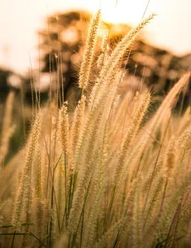 Grass flowers abstrack background Stock Photos