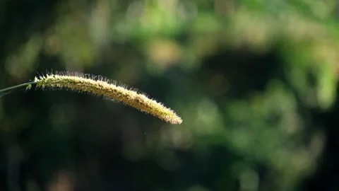 Grass flowers are shaped like wagging tails Stock Footage 287287191
