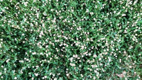 Grass flowers background Stock Photos