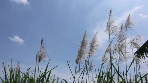 Grass flowers blowing in the wind against a cloudy sky Stock Footage 239692265