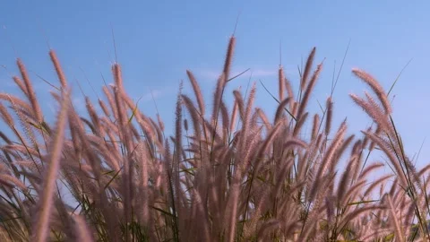 Grass flowers blowing in the wind, red sway in the wind with blue sky backg.. Stock Footage 294751604