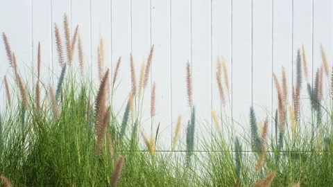 Grass with flowers blowing in the wind with a white concrete wall Stock Footage 166790503