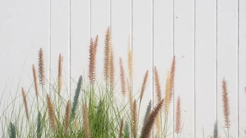 Grass with flowers blowing in the wind with a white concrete wall Stock Footage 167104901