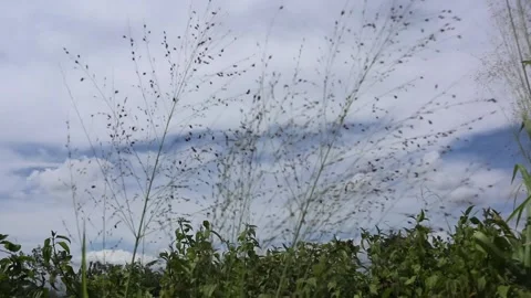Grass flowers blowing in the wind on a white cloudy sky background Stock Footage 229760160
