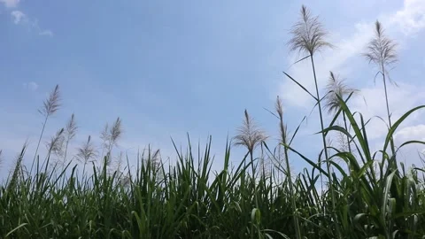Grass flowers blowing in the wind on a white cloudy sky background Stock Footage 239692257