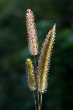 Grass flowers on blurred background Stock Photos