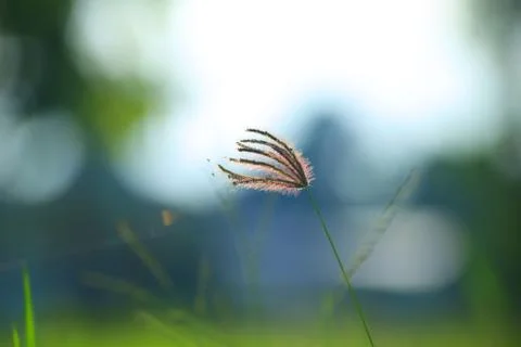 Grass flowers on blurred background Stock Photos