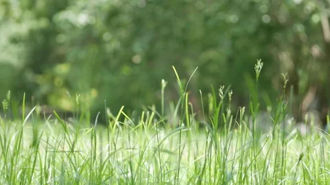Grass flowers with bokeh background Stock Footage 110625908