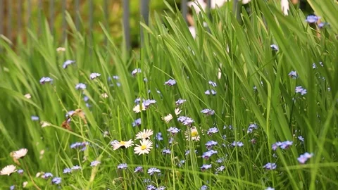 Grass Flowers Close Up for Background Stock Footage 153933856