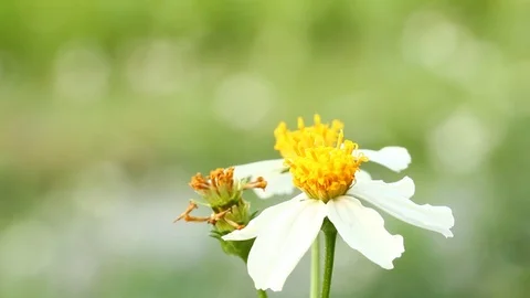 Grass flowers  in the field Stock Footage 87152353