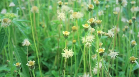 Grass flowers Stock Footage 51242749