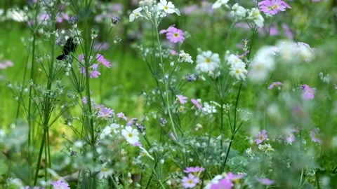 Grass flowers Stock Footage 154838666
