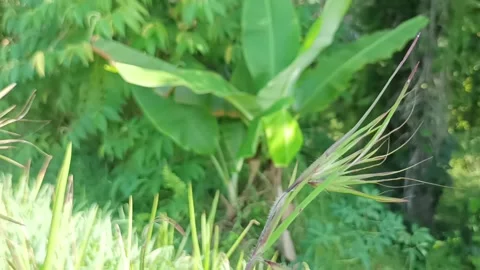 Grass flowers Stock Footage 234722039
