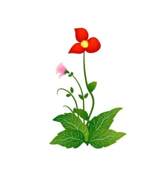 Grass With Flowers Stock Illustration