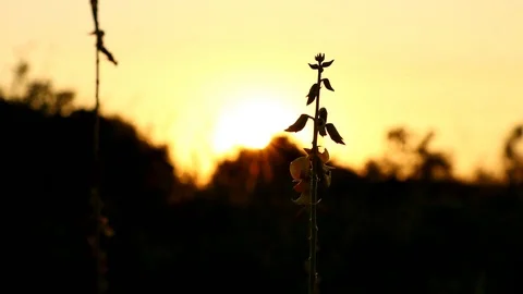 Grass flowers with  isolated view and sunset in evening time Stock Footage 111409324