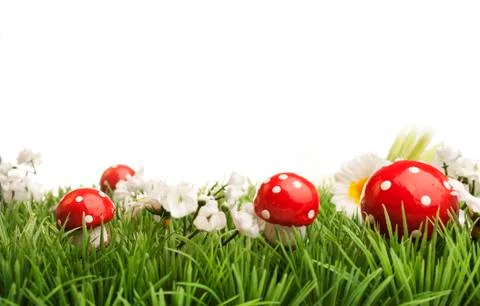 Grass with flowers Stock Photos