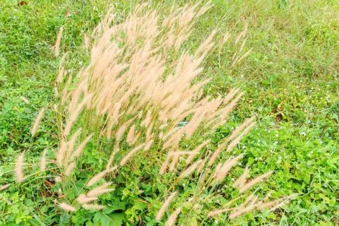 Grass flowers Stock Photos