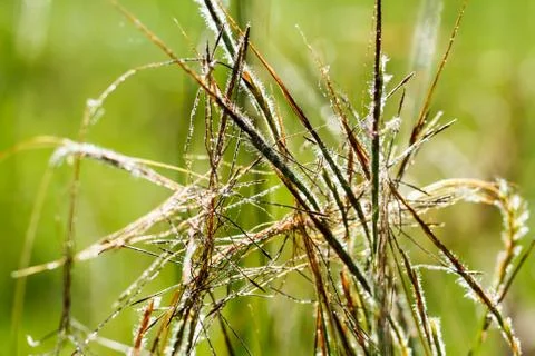 Grass flowers Fotos Stock