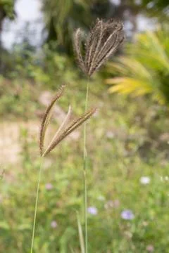 Grass flowers Stock Photos