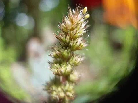 Grass flowers. Stock Photos