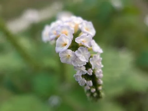 Grass flowers. Stock Photos