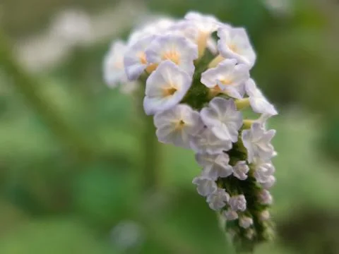 Grass flowers. Stock Photos