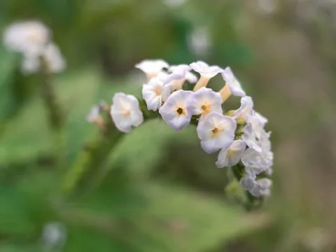Grass flowers. Stock Photos