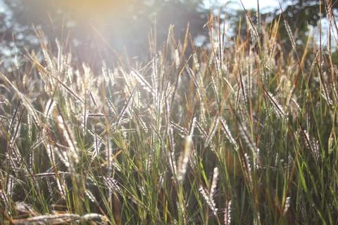 Grass flowers Stock Photos