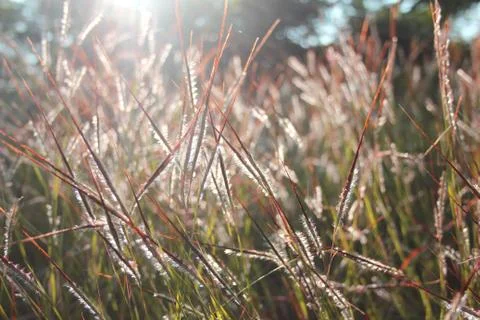 Grass flowers Stock Photos