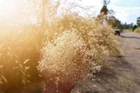 The grass flowers Stockfoto's