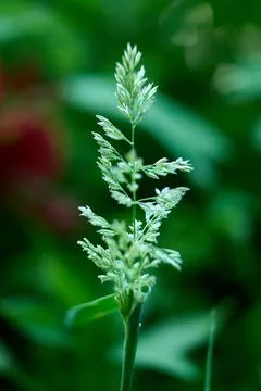 Grass flowers Foto stock
