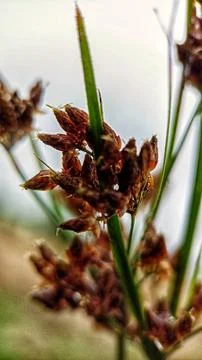 Grass flowers Stock Photos