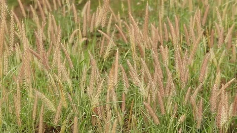 Grass flowers in repetition Pattern / Natural Pattern Background Stock Footage 91126587