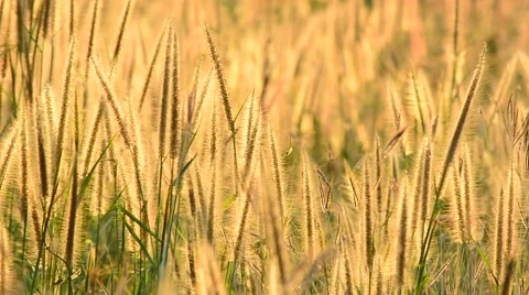 Grass flowers with rim light in field. Beautiful nature background. Stock Footage 45851341