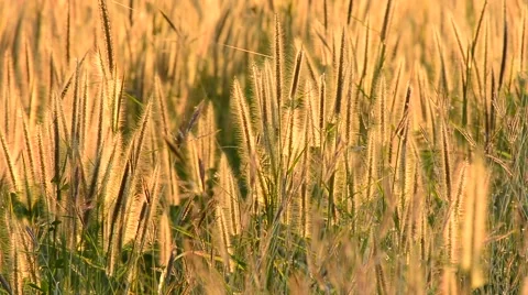 Grass flowers with rim light in field. Beautiful nature background. Stock Footage 45851489