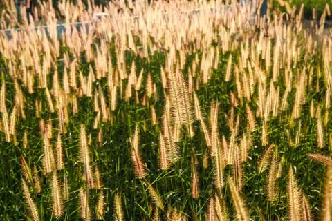 Grass flowers with sky background. Stock-Fotos