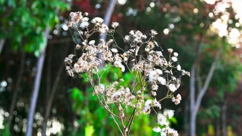 Grass flowers sway in the wind Stock Footage 246526815