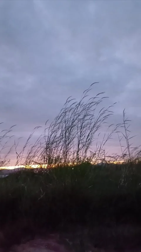 Grass flowers sway in the wind1 Stock Footage 293053966